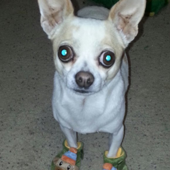 Meet your Posher, Kj - Picture 6 of 14